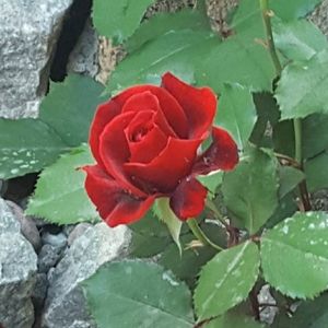 Meet your Posher, Rose